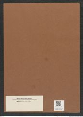 Diatomeae indet. Zeichnungen Sammlung Grunow Mappe 03739 (Herbarium_W_Grunow_drawings_Folder_03739)